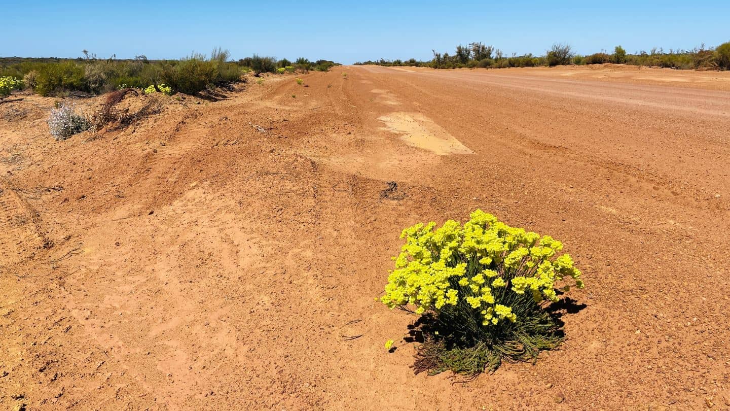 Yellow wildflowers blooming along a red dirt roadside near Kalgoorlie, Western Australia.