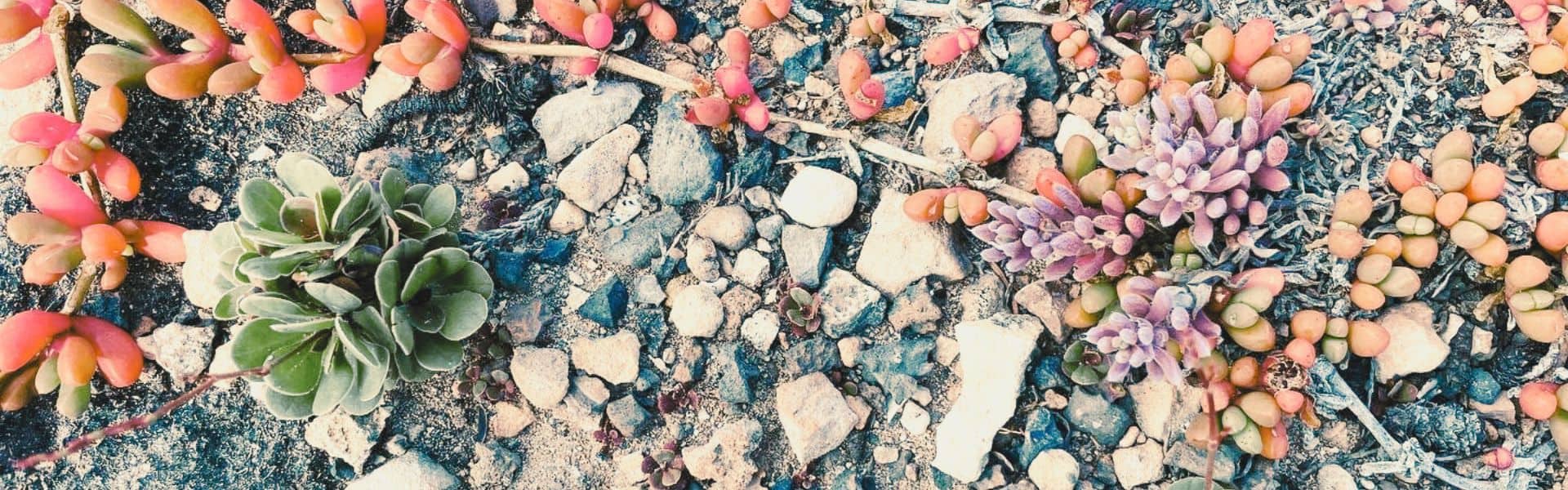 Wild succulents growing on a rocky cliff in South Australia, vibrant red, green, and purple plants against textured stones